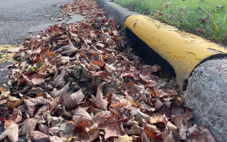 Leaves collect near a storm drain.